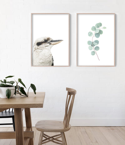 kookaburra-art-australian-bird-prints