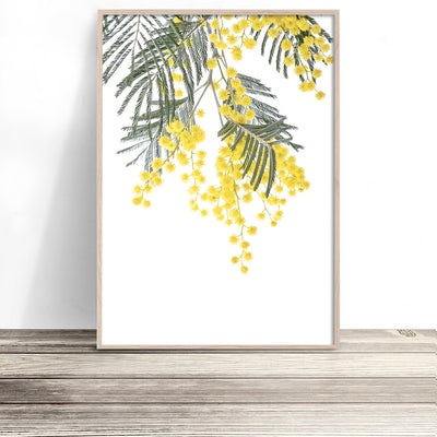 Wattle-Art-Print-Australian-Native-Flower-Wall-Art-