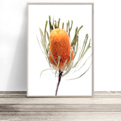 banksia-art-print-australian-native-flower-wall-art