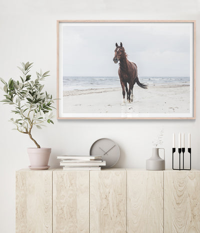 beautiful-horse-on-the-beach-art-print-australia-