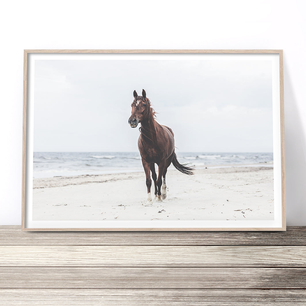 beautiful-horse-on-the-beach-art-print-australia-