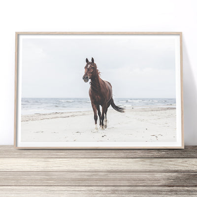 beautiful-horse-on-the-beach-art-print-australia-
