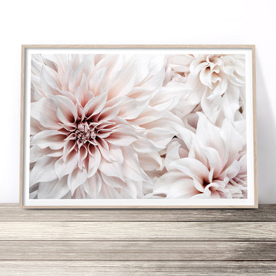 dahlia floral wall art print australia