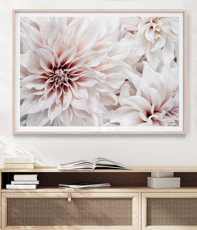 dahlia flower art print photo australia