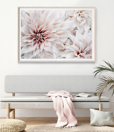 dahlia flower photography print australia
