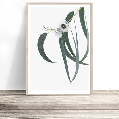 eucalyptus-australian-flower-print-australiana-wall-art