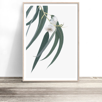 eucalyptus-australian-native-flower-wall-art-australiana-print