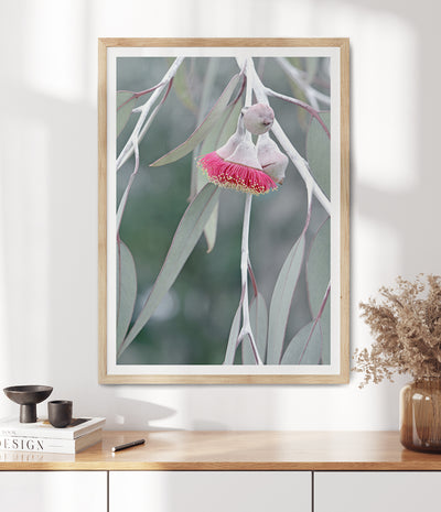 flowering-gum-tree-print-australian-native-flower-wall-art