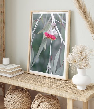 flowering-gum-tree-print-australian-native-flower-wall-art