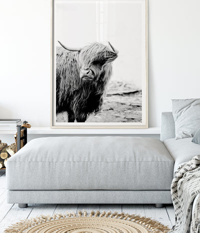 highland-cow-print-black-and-white-cattle-wall-art