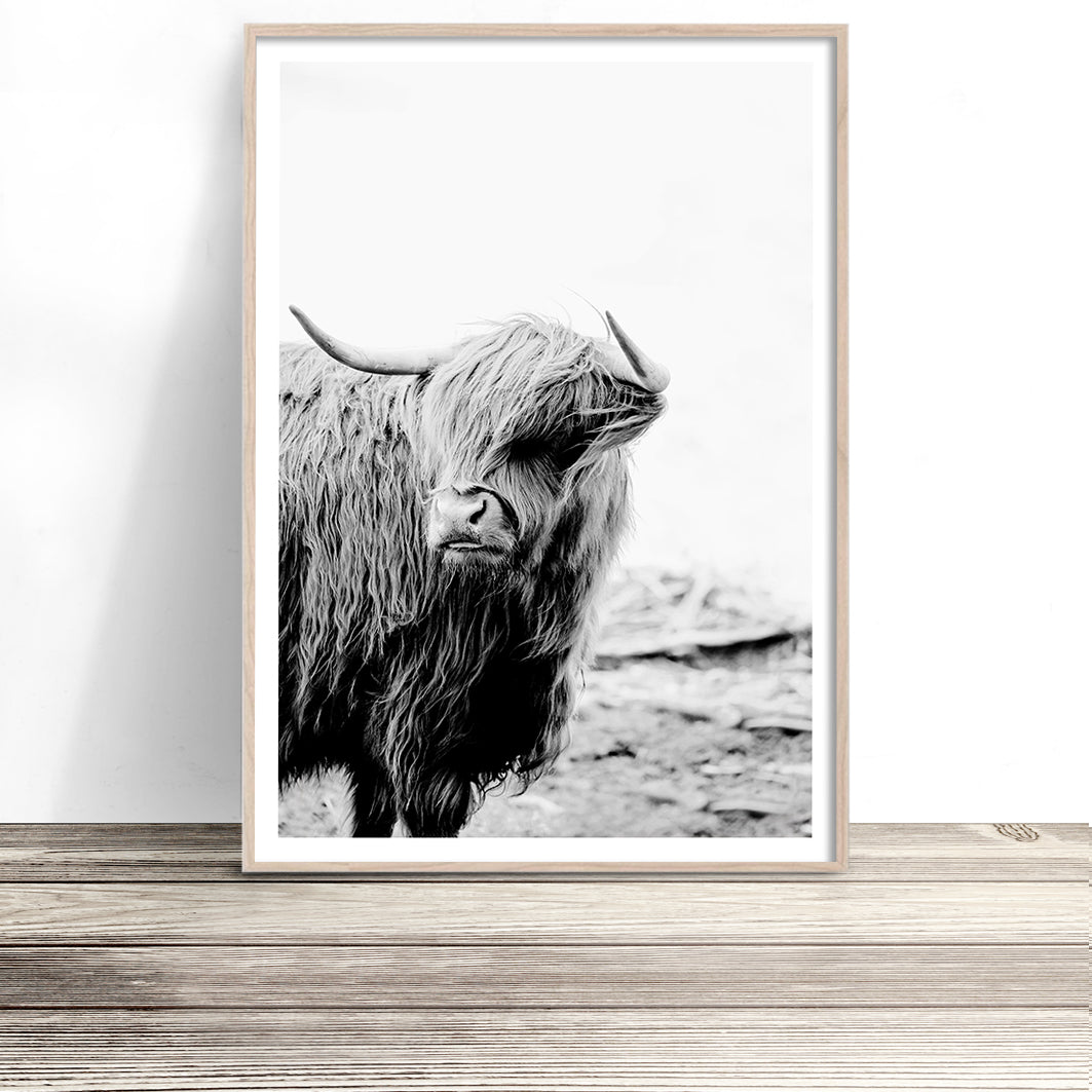 highland-cow-print-black-and-white-cattle-wall-art