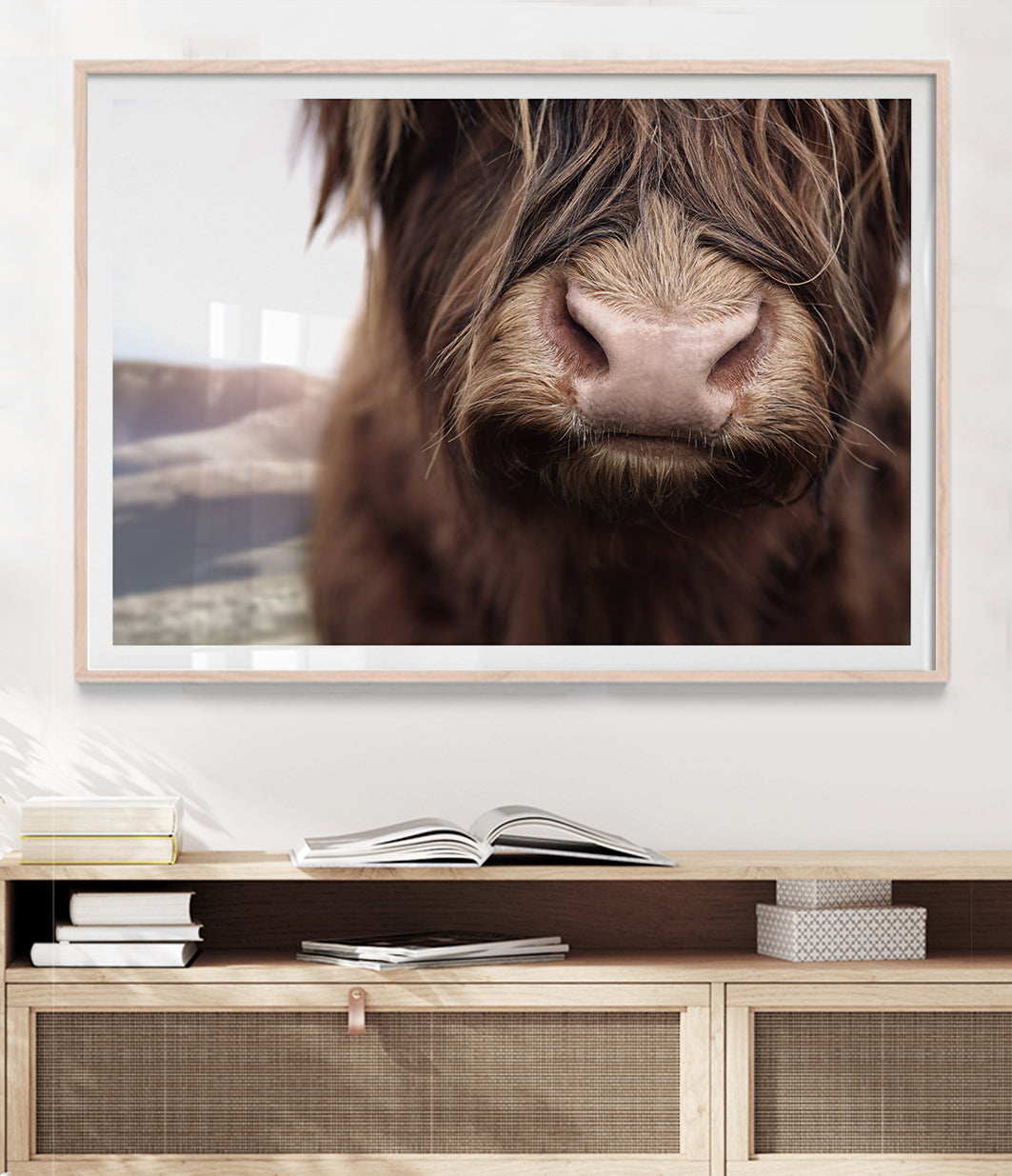 colour highland cow prints australia