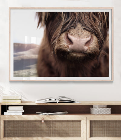 colour highland cow prints australia
