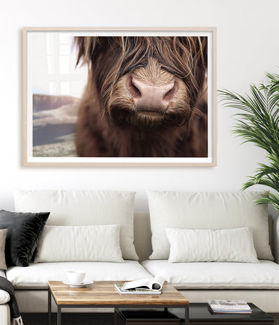 highland-cow-wall-art-print-australia