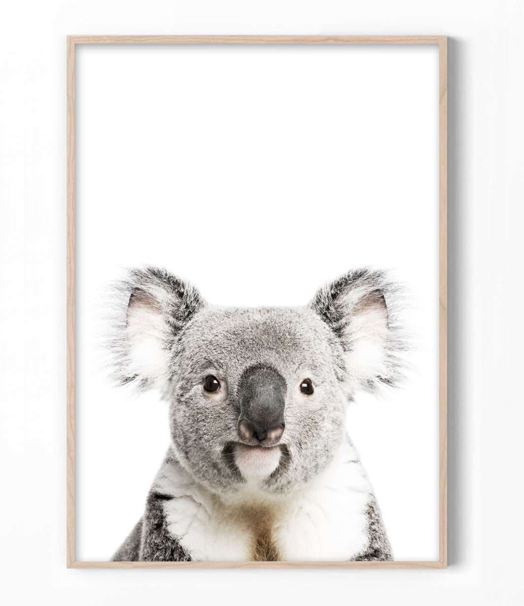 koala-art-print