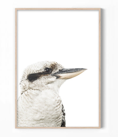 kookaburra-art-print