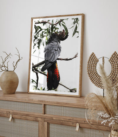 red-tailed-black-cockatoo-art-australian-bird-print-1
