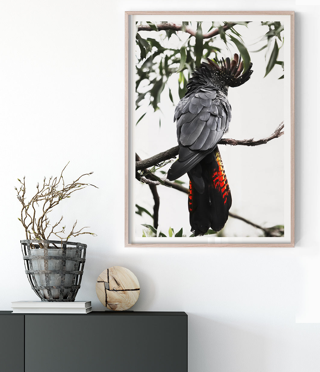 red-tailed-black-cockatoo-art-australian-bird-print-1