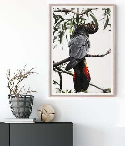 red-tailed-black-cockatoo-art-australian-bird-print-1