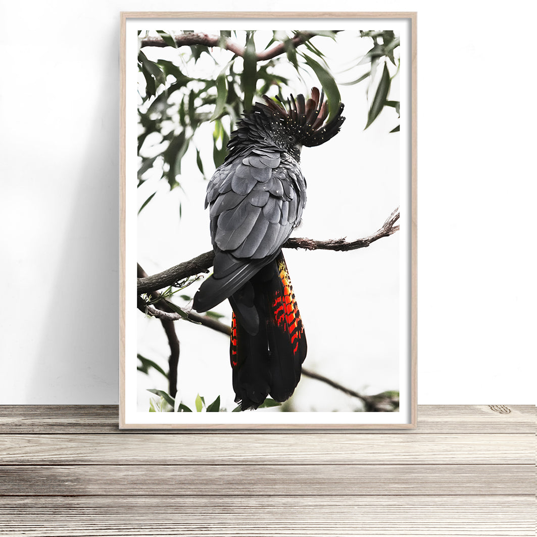 red-tailed-black-cockatoo-art-australian-bird-print-1