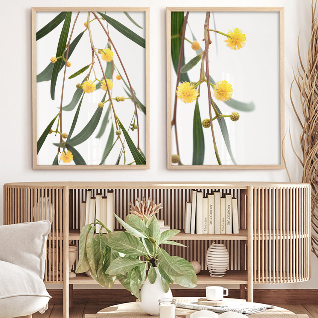 set-of-wattle-australian-native-flower-wall-art-australiana-print