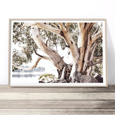 snow-gum-tree-art-print-eucalyptus-australian-bush-landscape-australiana-wall-art
