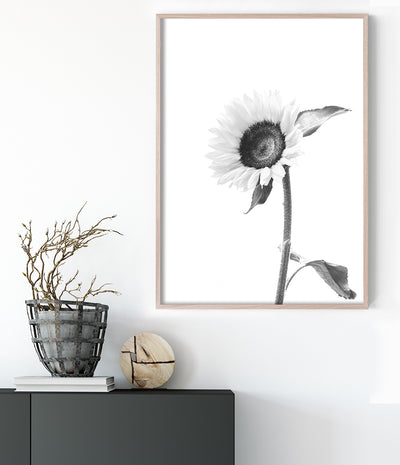 sunflower-print-black-and-white-floral-wall-art-australia