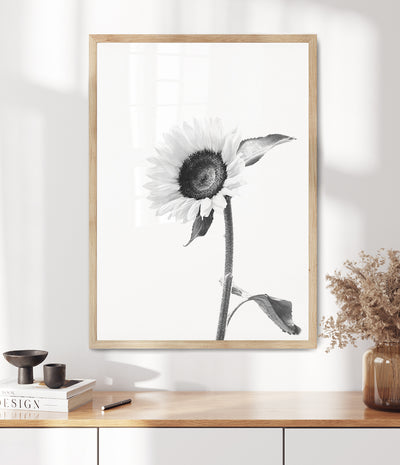 sunflower-print-black-and-white-floral-wall-art-australia