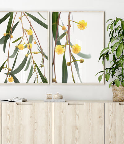 wattle-australian-flower-print-australiana-wall-art-botanical