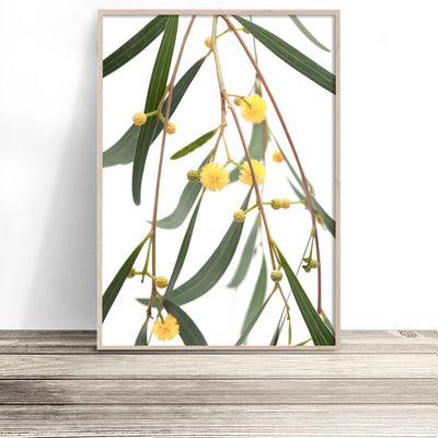 wattle-australian-flower-print-australiana-wall-art