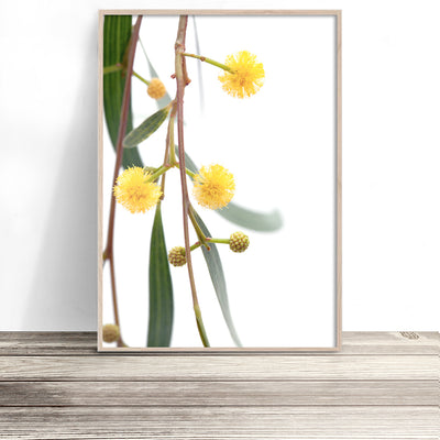 wattle-australian-native-flower-wall-art-australiana-print