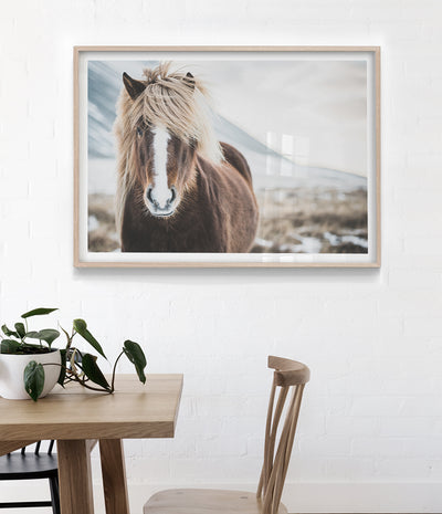 wild-icelandic-horse-art-print