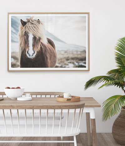wild-icelandic-horse-art-print