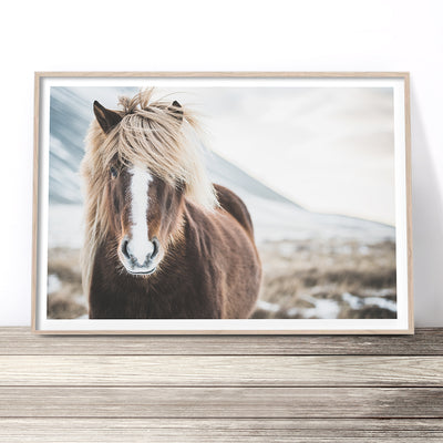 wild-icelandic-horse-art-print