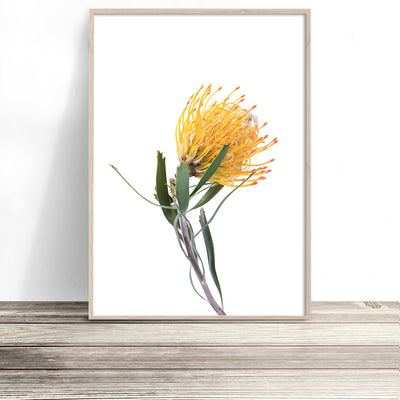 yellow-pincushion-protea-print-australian-native-flower-wall-art