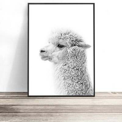 llama print australia alpaca wall art - buy photography poster decor for home