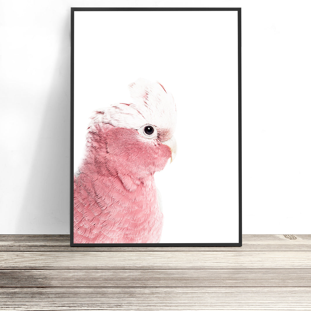 Galah Print