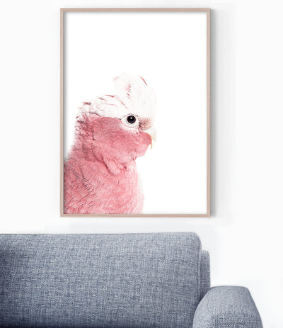 Galah Print