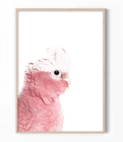 Galah Print