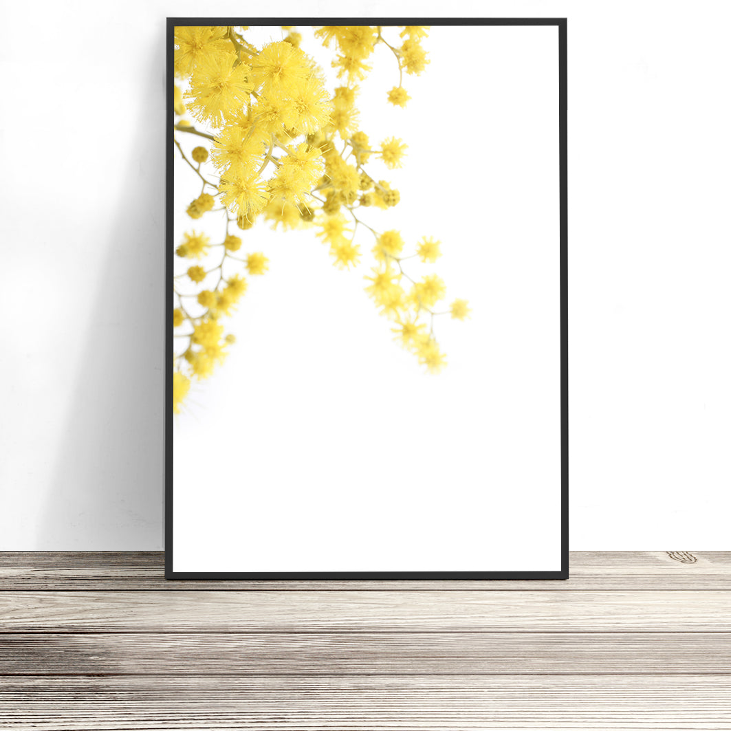 Golden Wattle Print