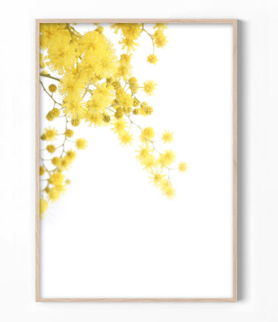 Golden Wattle Print