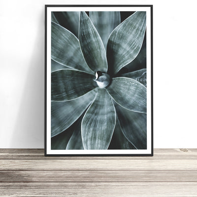 agave poster succulent wall art print australia