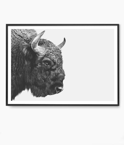 buy american bison art print australia buffalo photo wall art - shop photography poster artwork for home