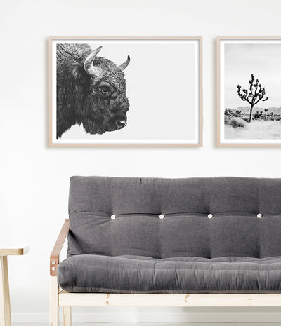buy bison photo art print australia buffalo wall art - shop photography poster artwork for home