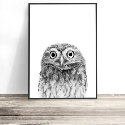 baby animal owl print - kids room and baby nursery wall art australia