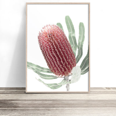 banksia art australian native flower print botanical photography poster wall art