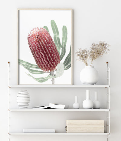    banksia wall art native australian flower print botanical photography artwork