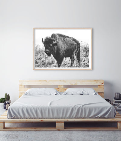 Bison Print