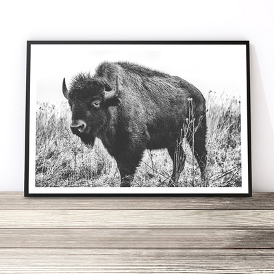 Bison Print