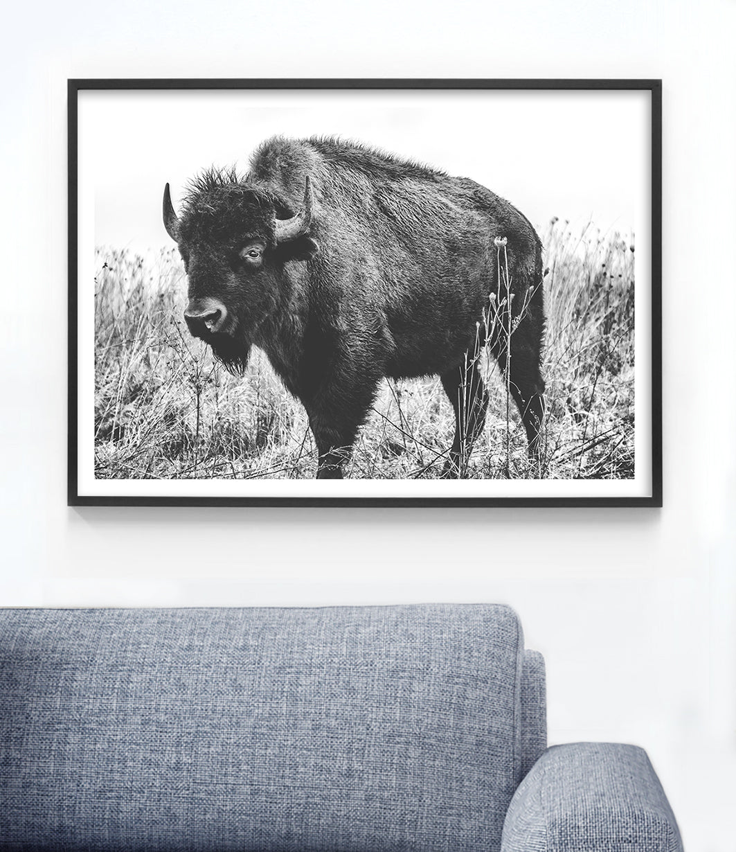 Bison Print